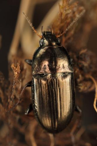 Réf. 228 402 : Amara aenea